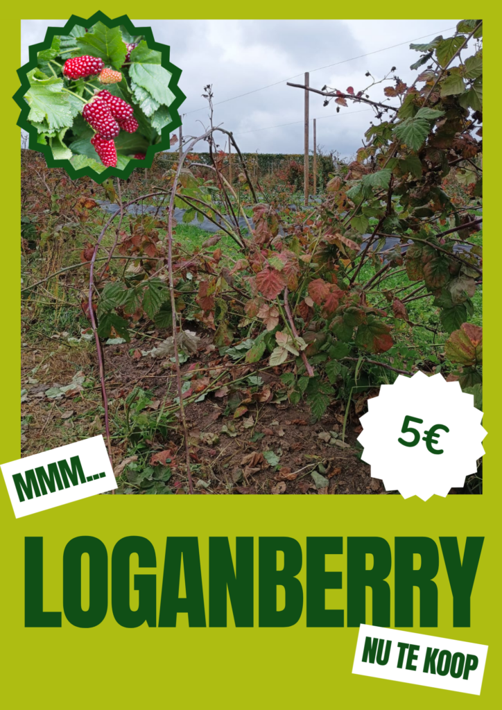 plantgoed te koop (loganberry)