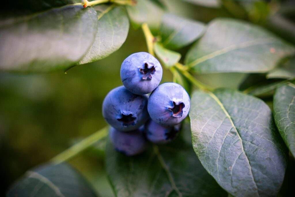 Biologische blauwe bessen aan de struik bij zelfpluktuin O'bio Wielsbeke