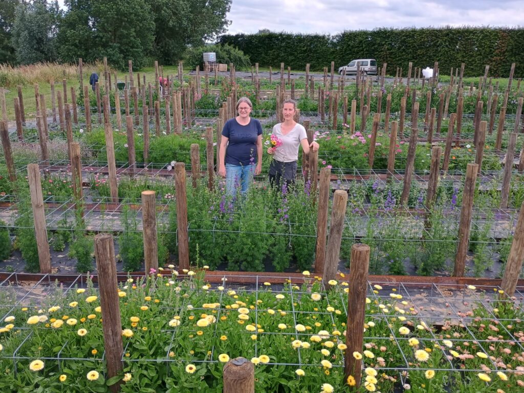 Kleurrijke biologische bloemenplukweide bij O'bio in Wielsbeke