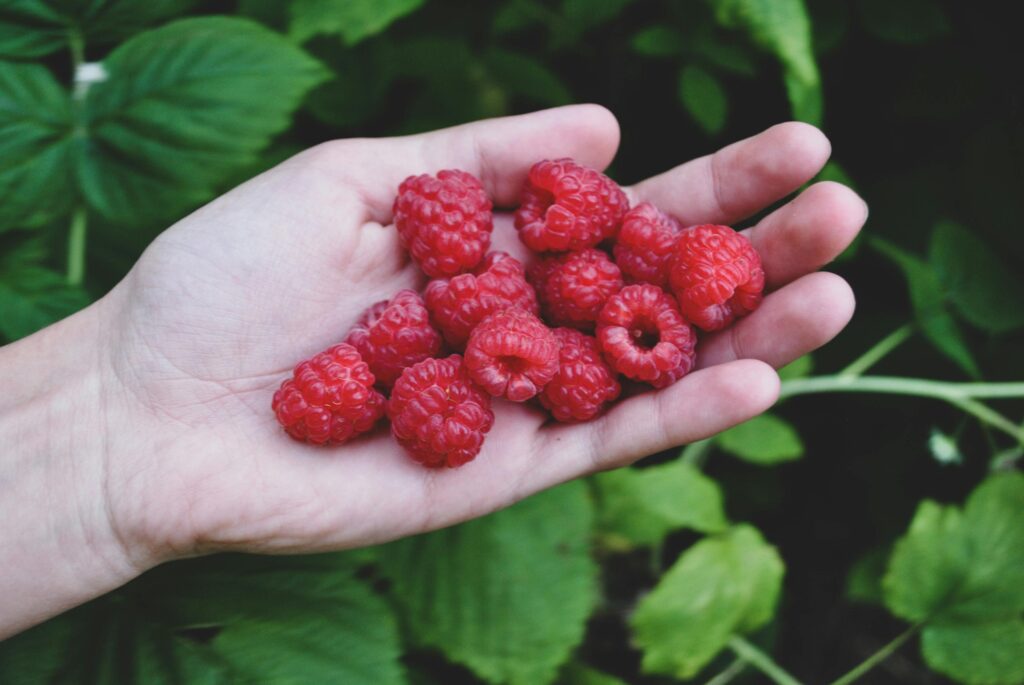 Vers geplukte biologische frambozen in een plukbakje bij O'bio